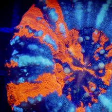 画像2: Coral Focus  Scolymia  Warpaint  No.12 (2)