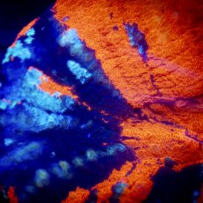 画像2: Coral Focus Scolymia  Warpaint  No.13 (2)
