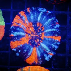 画像1: Coral Focus  Scolymia  Warpaint  No.12 (1)