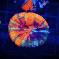 画像1: Coral Focus Scolymia  WarPaint  No.19 (1)