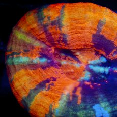画像2: Coral Focus Scolymia  WarPaint  No.19 (2)