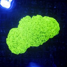 画像1: Sun Diving Hammer-Full Toxic (1)