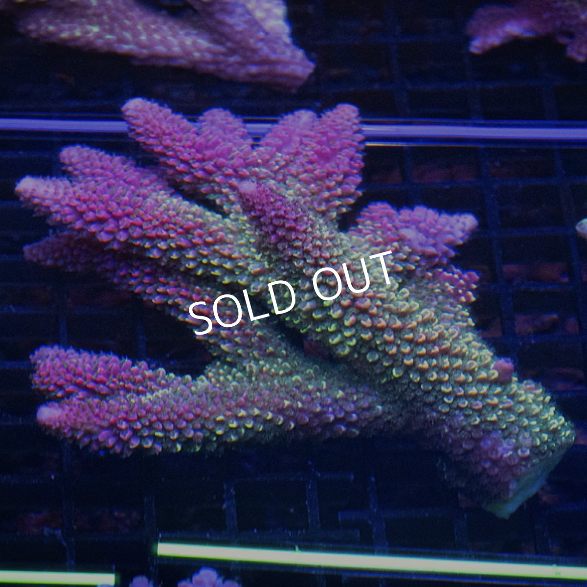 画像1: Sun Diving Acropora sp. No.1 (1)