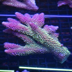 画像1: Sun Diving Acropora sp. No.1 (1)