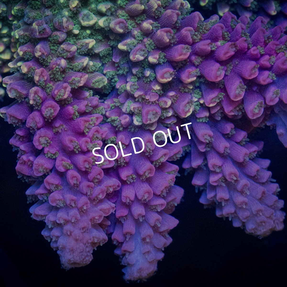 画像2: Sun Diving Acropora sp. No.1 (2)
