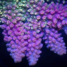 画像2: Sun Diving Acropora sp. No.1 (2)