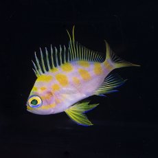 画像2: マダラハナダイ (2)
