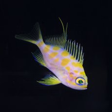 画像1: マダラハナダイ (1)