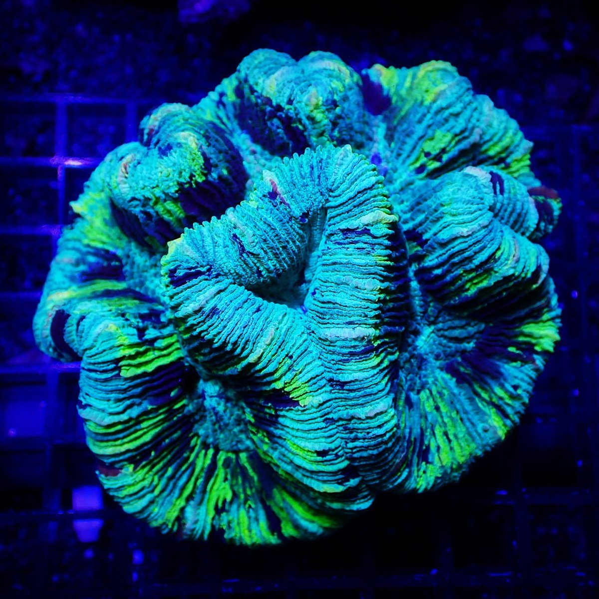 画像1: Sun Diving オオバナサンゴ  Trachyphyllia No.14 (1)