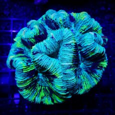画像1: Sun Diving オオバナサンゴ  Trachyphyllia No.14 (1)