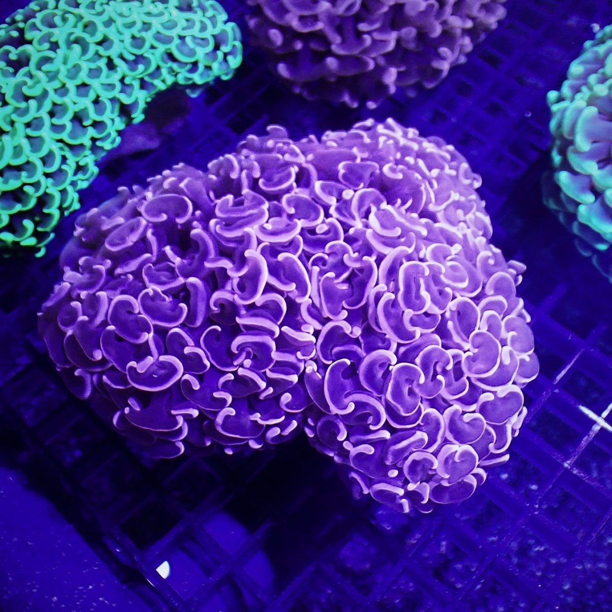 画像1: Sun Diving Hammer Pink/Purple (1)