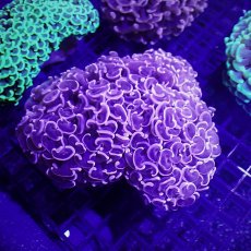 画像1: Sun Diving Hammer Pink/Purple (1)