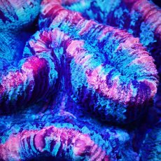 画像2: Sun Diving オオバナサンゴ  Trachyphyllia No.13 (2)