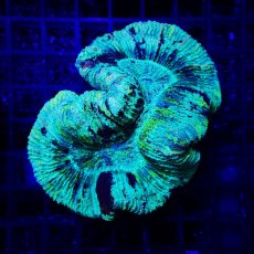 画像1: Sun Diving オオバナサンゴ  Trachyphyllia No.16 (1)