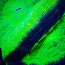 画像2: Sun Diving Scolymia  DoubleHead  CUSTOM (2)