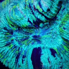 画像2: Sun Diving オオバナサンゴ  Trachyphyllia No.16 (2)