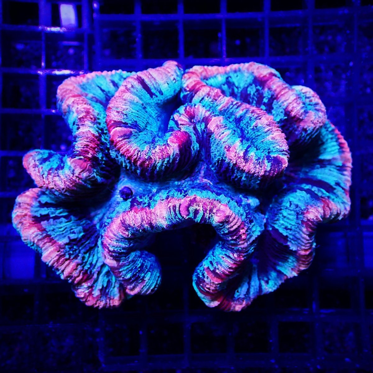 画像1: Sun Diving オオバナサンゴ  Trachyphyllia No.13 (1)