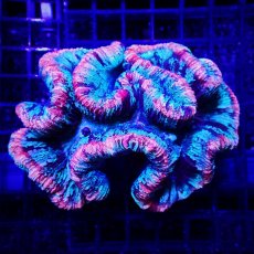 画像1: Sun Diving オオバナサンゴ  Trachyphyllia No.13 (1)