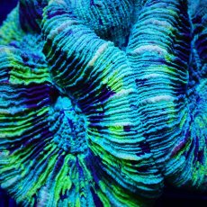 画像2: Sun Diving オオバナサンゴ  Trachyphyllia No.14 (2)