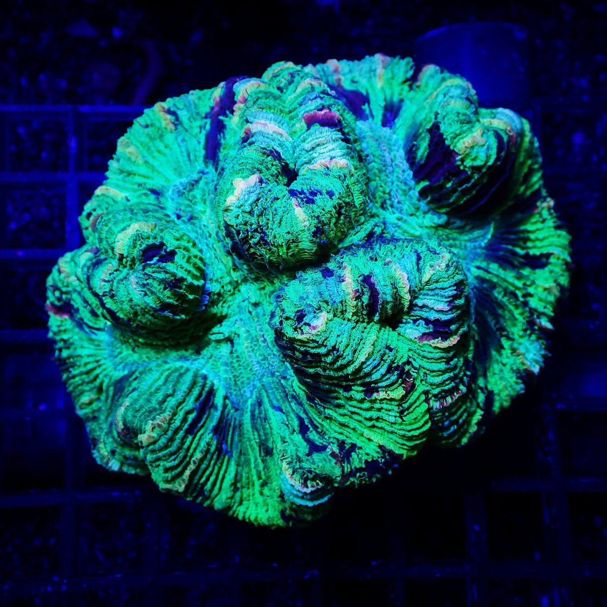 画像1: Sun Diving オオバナサンゴ  Trachyphyllia No.15 (1)