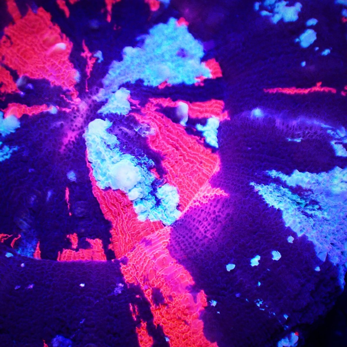 画像2: Sun Diving Scolymia  WarPaint  No.21 (2)