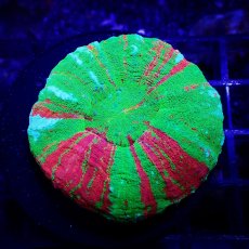 画像1: Sun Diving Scolymia Bleeding Apple  No.13 (1)
