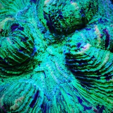 画像2: Sun Diving オオバナサンゴ  Trachyphyllia No.15 (2)