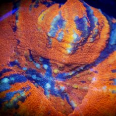 画像2: Coral Focus Scolymia  Warpaint  No.14 (2)