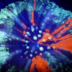 画像2: Sun Diving Scolymia  WarPaint  No.22 (2)