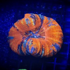 画像1: Coral Focus Scolymia  Warpaint  No.14 (1)