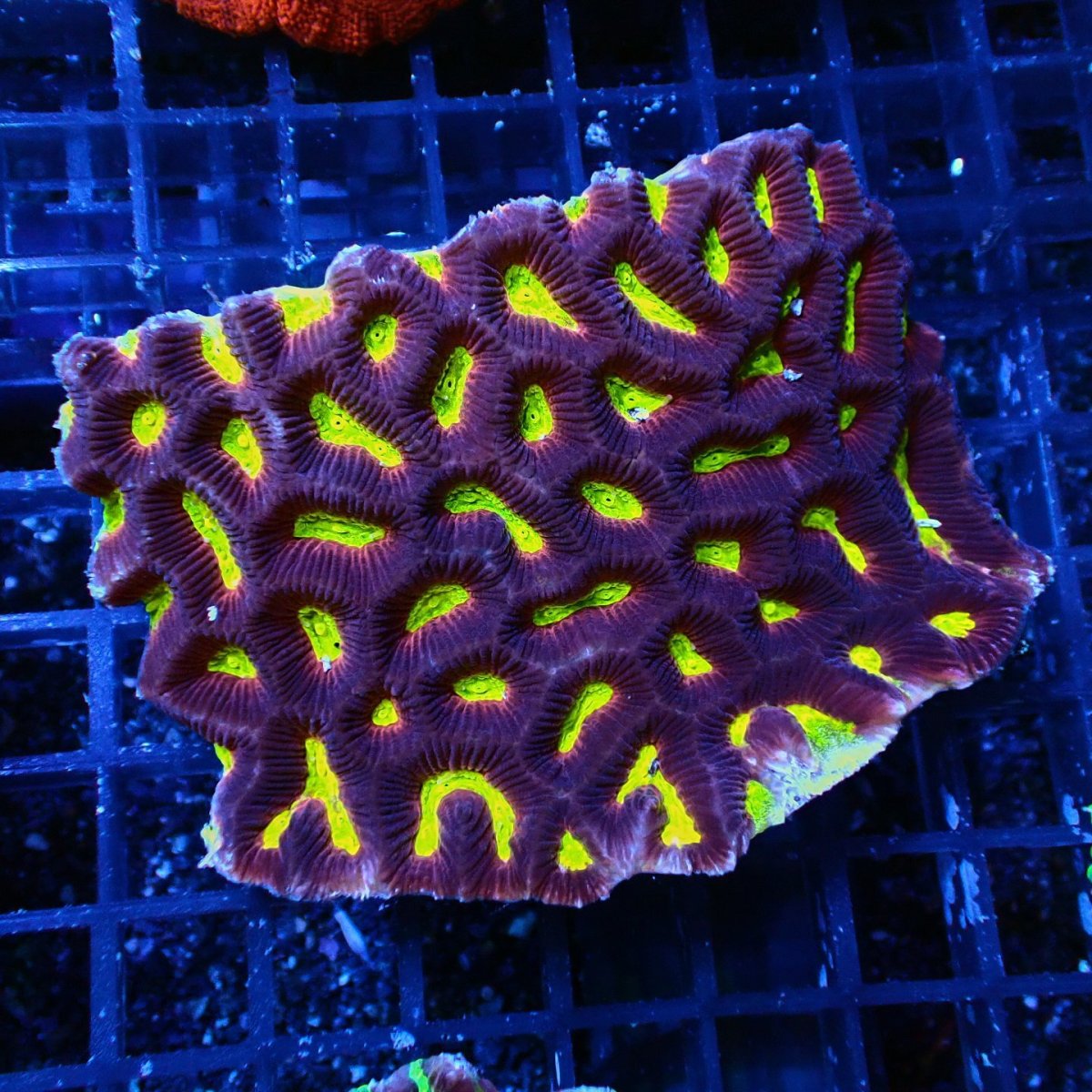 画像1: Sun Diving  Favites sp.  No.1 (1)