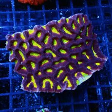 画像1: Sun Diving  Favites sp.  No.1 (1)