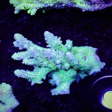 画像1: Sun Diving  Acropora sp. No.138 (1)
