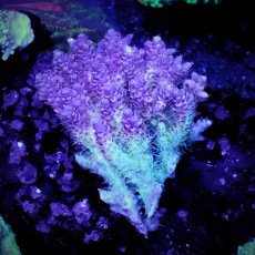 画像1: Sun Diving  Acropora sp. No.137 (1)
