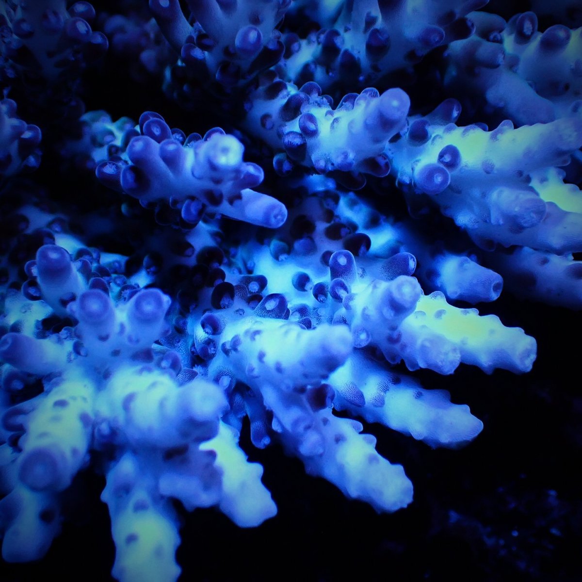 画像2: Sun Diving  Acropora sp. No.144 (2)