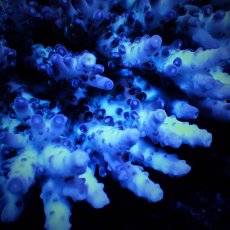 画像2: Sun Diving  Acropora sp. No.144 (2)