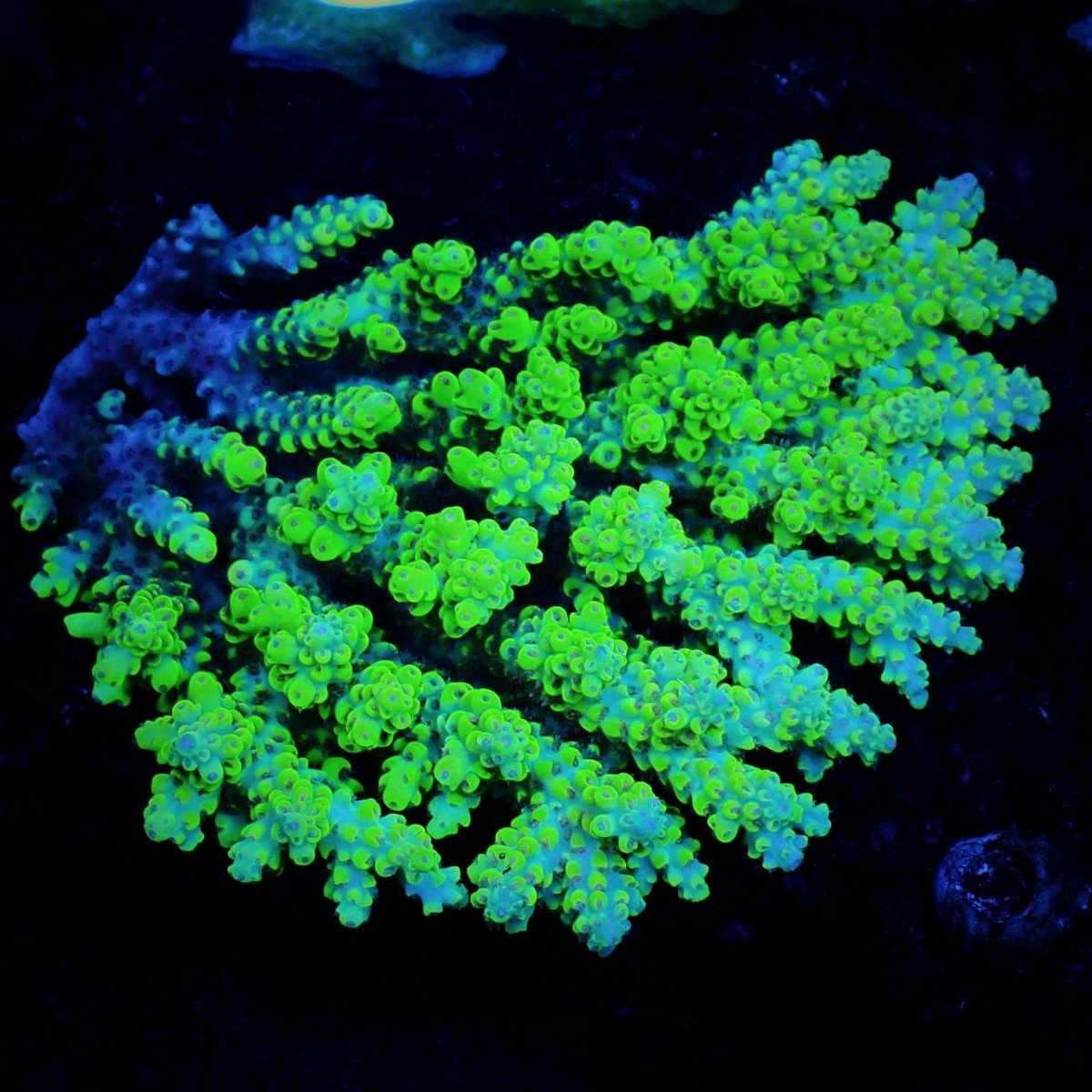 画像1: Sun Diving  Acropora sp. No.145 (1)