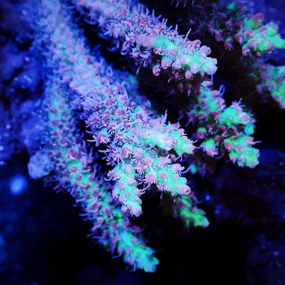画像2: Sun Diving  Acropora sp. No.140 (2)