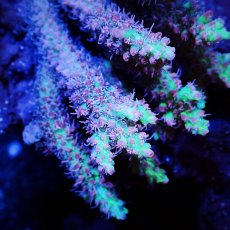 画像2: Sun Diving  Acropora sp. No.140 (2)
