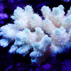 画像2: Sun Diving  Acropora sp. No.143 (2)