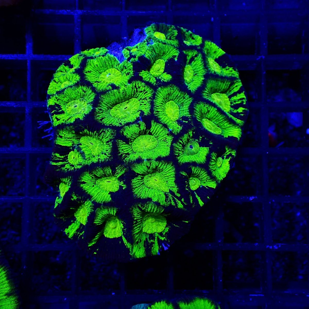 画像1: Sun Diving カメノコキクメイシ Toxic Grade M No.6 (1)