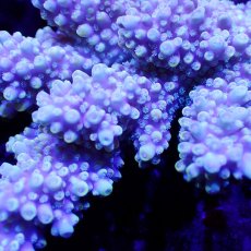 画像2: Sun Diving  Acropora sp. No.136 (2)