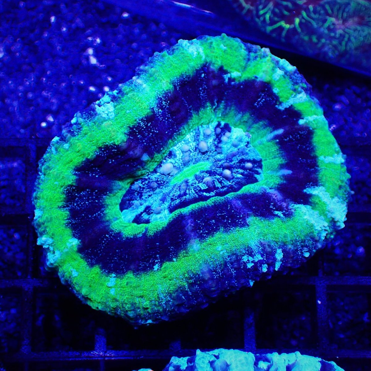 画像1: Sun Diving Scolymia  UFO No.2 (1)