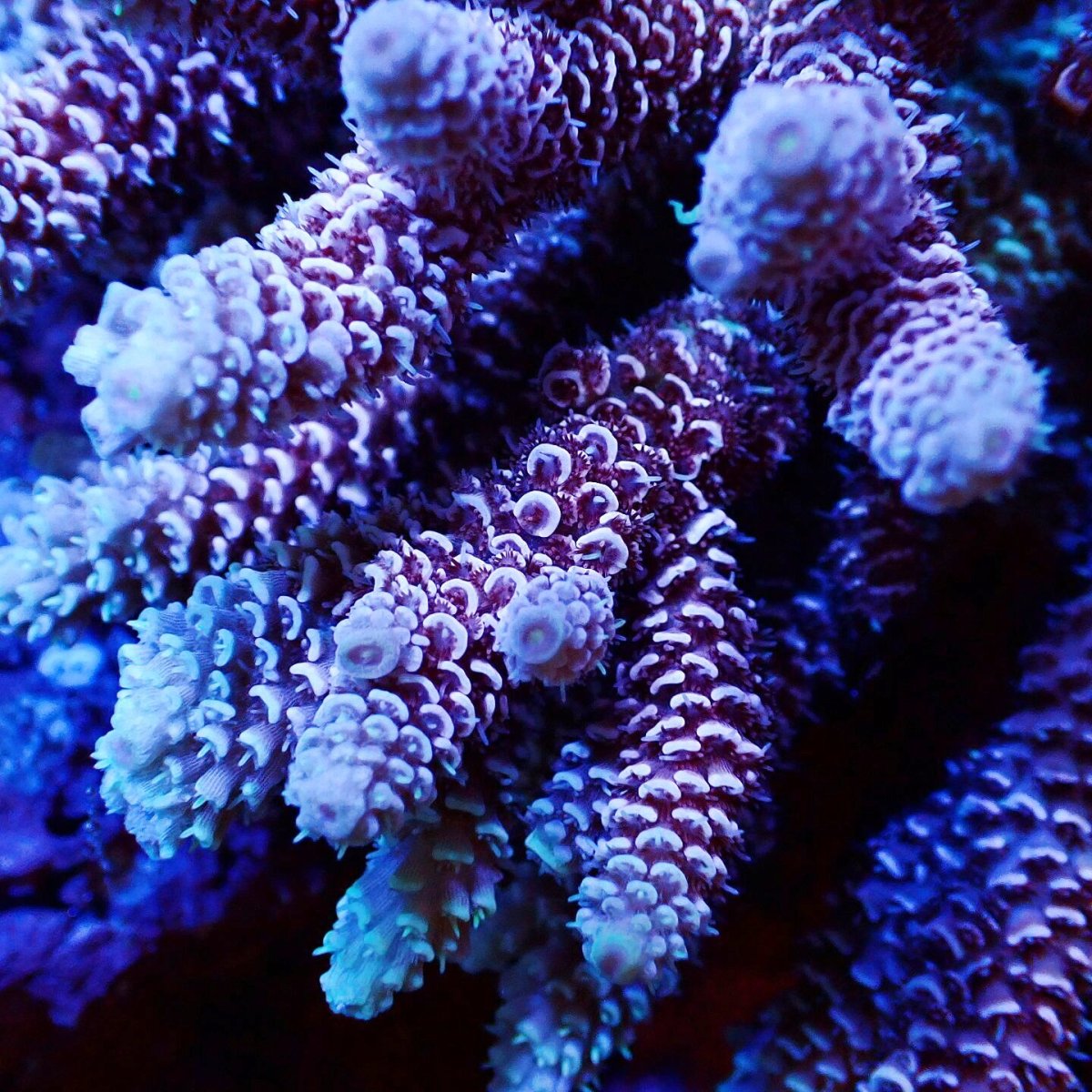 画像2: Sun Diving  Acropora sp. No.139 (2)