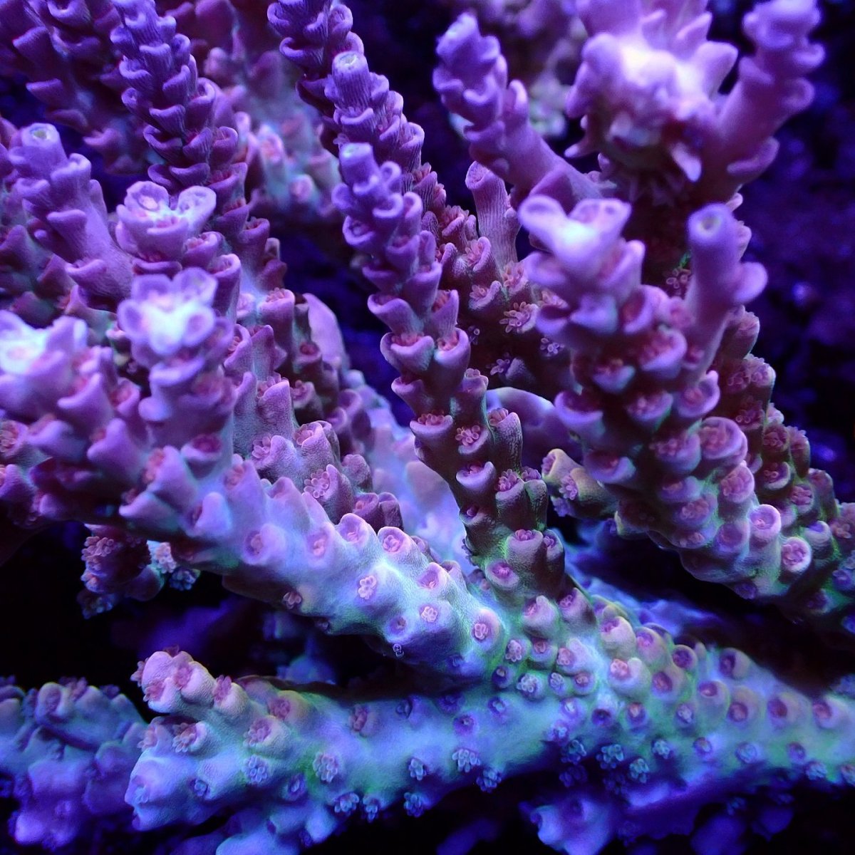 画像2: Sun Diving  Acropora sp. No.146 (2)