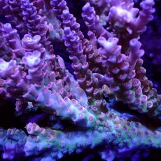 画像2: Sun Diving  Acropora sp. No.146 (2)