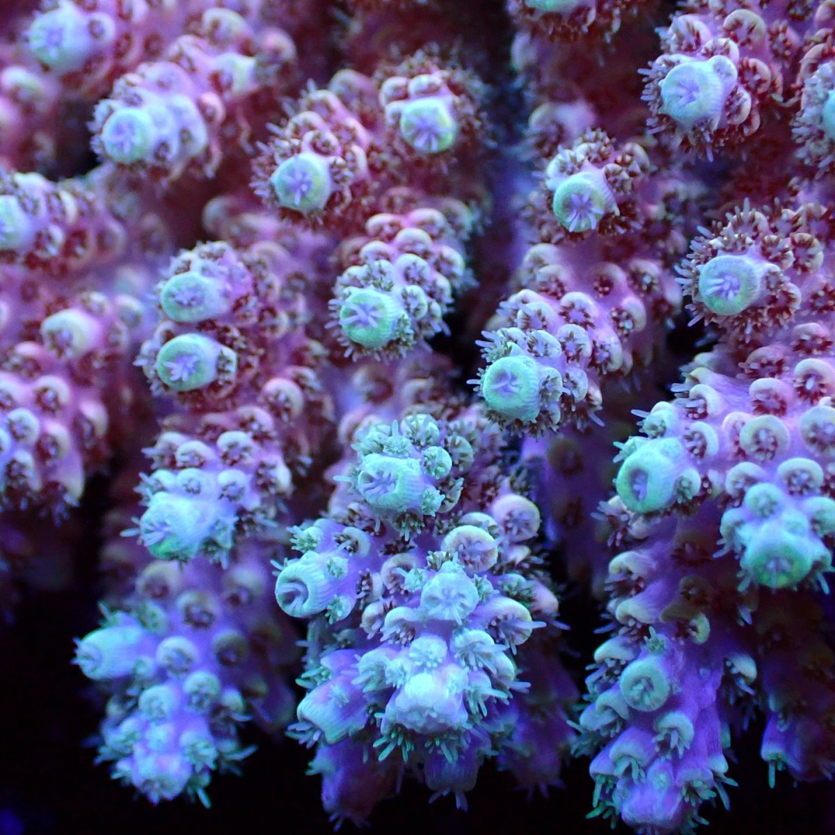 画像2: Sun Diving  Acropora sp. No.141 (2)