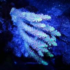 画像1: Sun Diving  Acropora sp. No.140 (1)