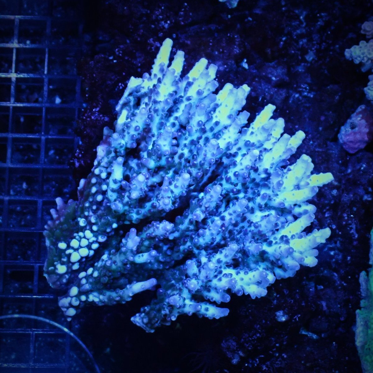 画像1: Sun Diving  Acropora sp. No.144 (1)