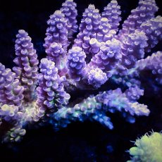 画像2: Sun Diving  Acropora sp. No.148 (2)